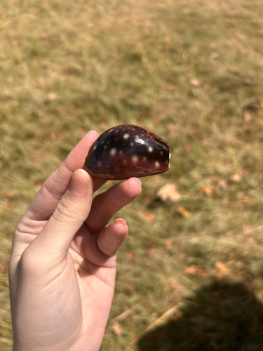 Cypraea vitellus, 2026-07-13