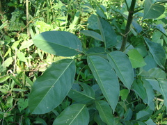 Platymiscium dimorphandrum, photograph (c) Alexis López Hernández, some rights reserved (CC BY)