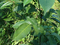 Platymiscium dimorphandrum