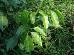 Platymiscium dimorphandrum, photograph (c) Alexis López Hernández, some rights reserved (CC BY)