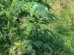 Platymiscium dimorphandrum, photograph (c) Alexis López Hernández, some rights reserved (CC BY)