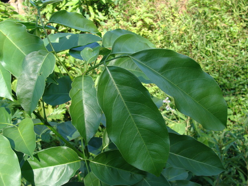 Platymiscium dimorphandrum, photograph 5