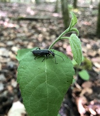 Cantharis paradoxa