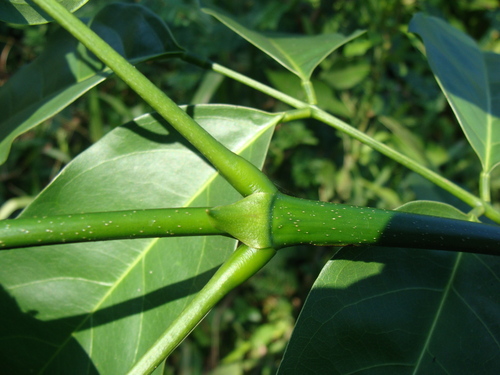 Platymiscium dimorphandrum, photograph 4