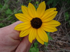 Helianthus debilis cucumerifolius