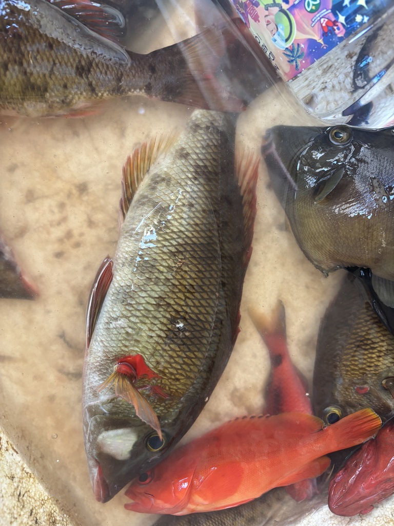Lethrinus conchyliatus