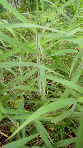 Melinis minutiflora observed 2026-08-02