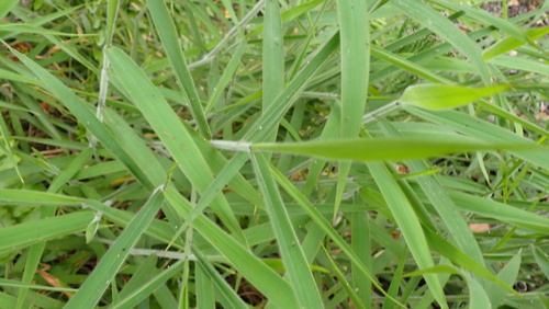 Melinis minutiflora, photograph 5