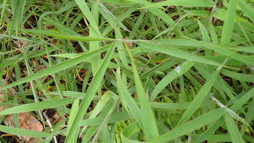 Melinis minutiflora, photograph 6
