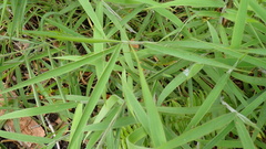 Melinis minutiflora, photograph (c) Robin White, some rights reserved (CC BY)
