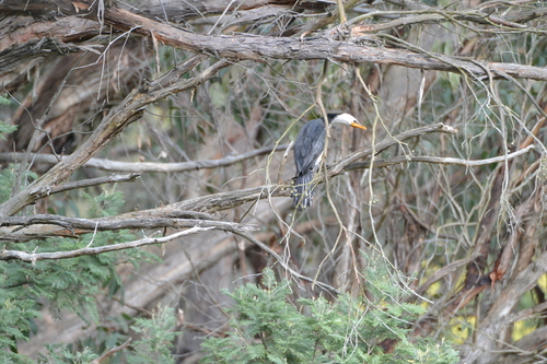 Little Pied Cormorant