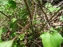 Helianthus debilis cucumerifolius