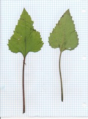 Helianthus debilis cucumerifolius