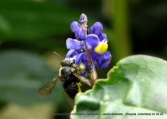 Megachile amparo