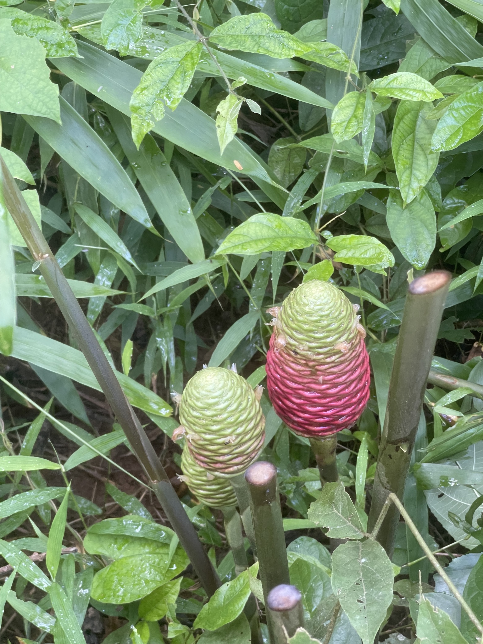 Zingiber zerumbet — ảnh 3
