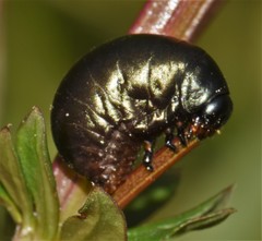 Timarcha tenebricosa