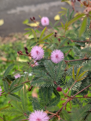Sensitive Plant