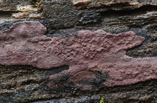 Hypoxylon fuscopurpureum