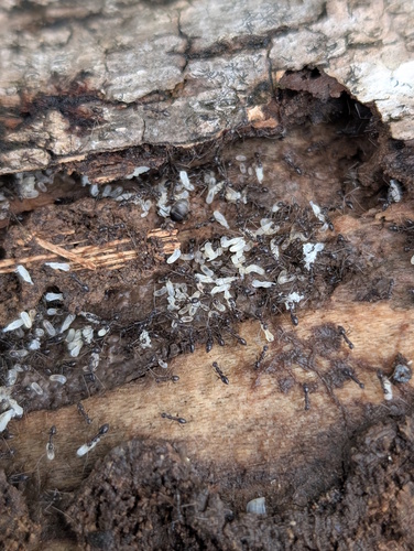 Longhorn Crazy Ant
