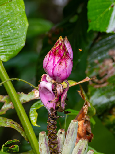 Musa campestris