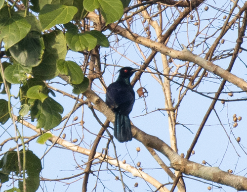 Phonygammus keraudrenii observed 2026-06-21