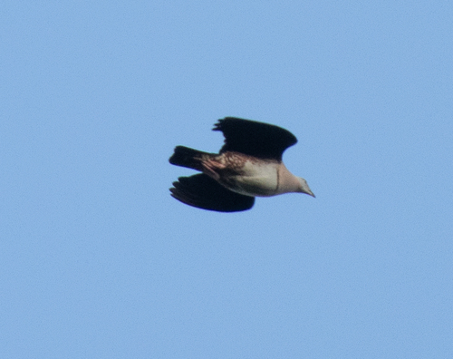 Zoe's Imperial Pigeon (Ducula zoeae), photo 8