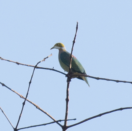 Pink-spotted Fruit Dove (Ptilinopus perlatus), photo 9