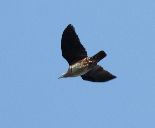 Zoe's Imperial Pigeon (Ducula zoeae)
