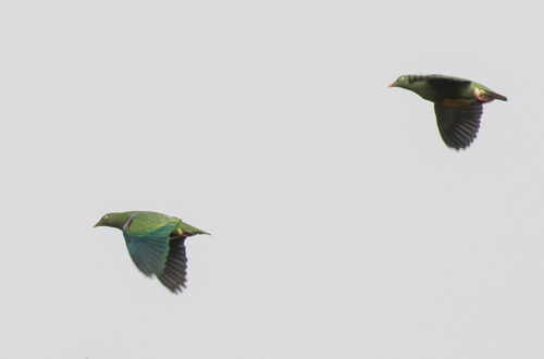 Orange-bellied Fruit Dove (Ptilinopus iozonus), photo 9