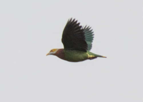 Ornate Fruit Dove (Ptilinopus ornatus), photo 1