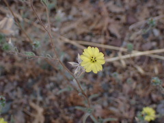 Lagophylla ramosissima, photograph (c) Lia Keener, some rights reserved (CC BY)