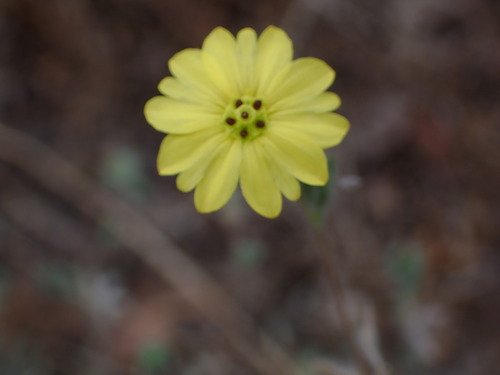 Lagophylla ramosissima, photograph 5