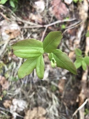 Lonicera utahensis