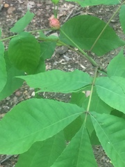 Phylloxera spinosa