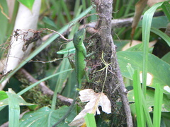 Anolis gemmosus