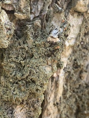 Bacidia rubella