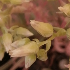 Dudleya attenuata australis