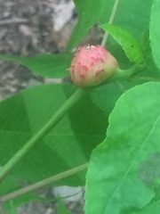 Phylloxera spinosa