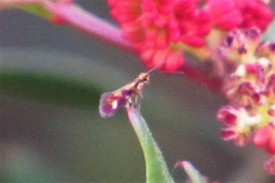 Micropterix granatensis