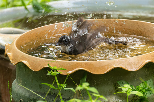 Malaysian Pied-Fantail (Common)