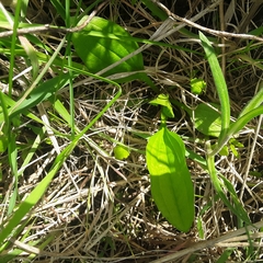 Arnoglossum plantagineum