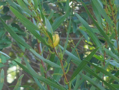 Yellow Thornbill