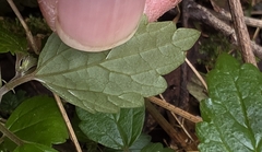 Australina pusilla, photograph (c) Ian Rainbow, some rights reserved (CC BY)