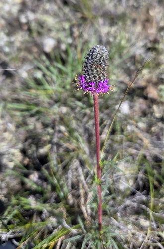purple prairie clover