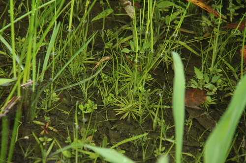 Pogostemon stellatus observed 2026-08-01