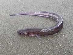 Conger oceanicus