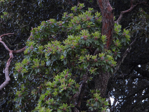 Arbutus tessellata, photograph 2
