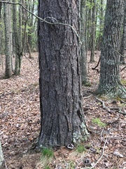 Pinus pungens