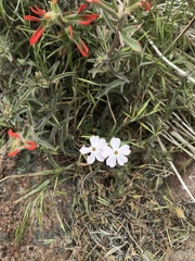 Phlox longifolia
