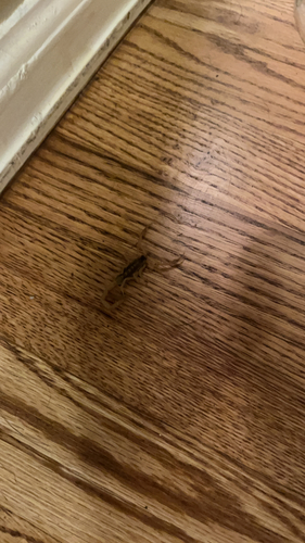 Striped bark scorpion